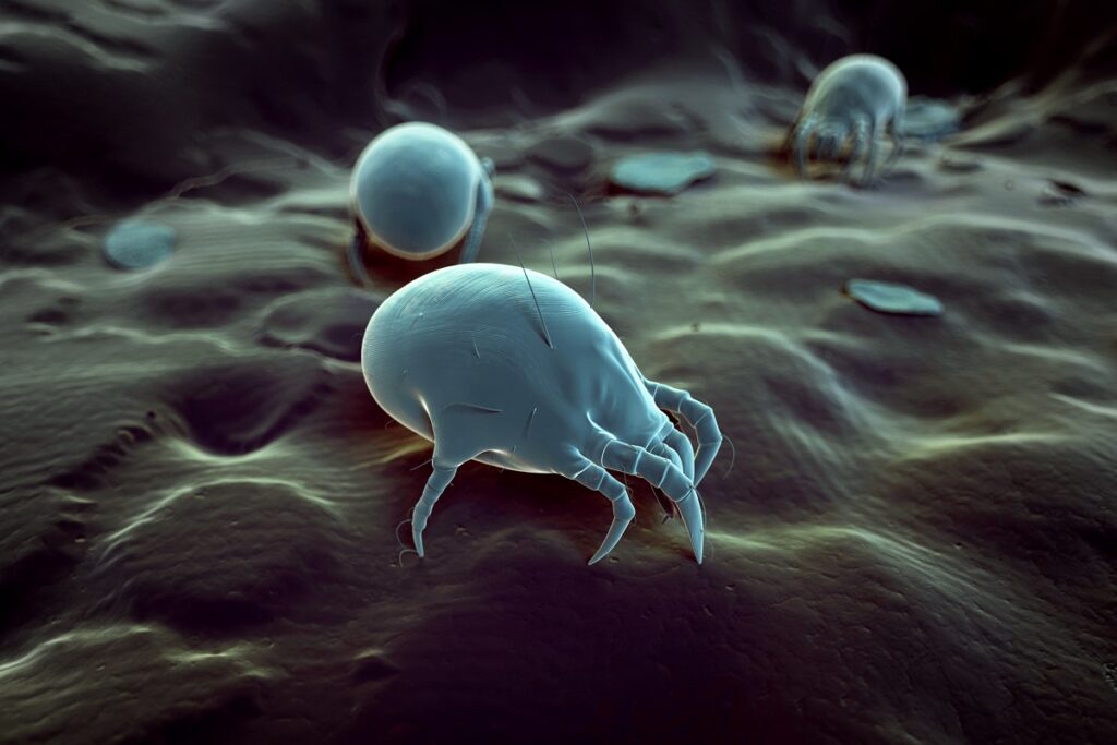 Allergia agli acari della polvere Allergia agli acari della polvere