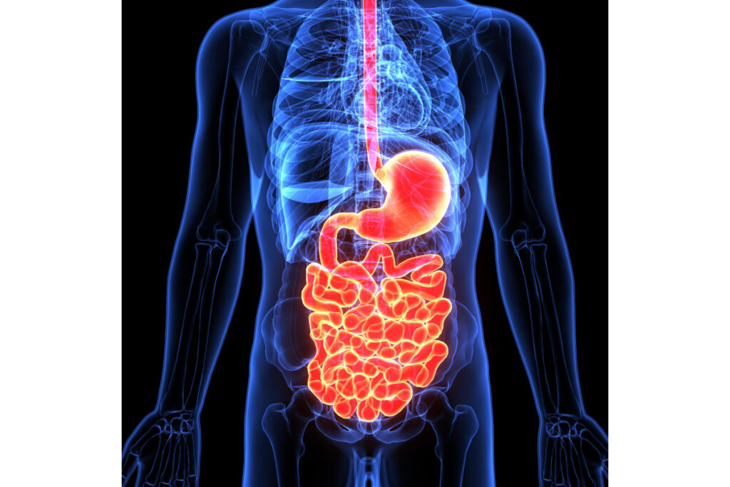 La digestione dei principi nutritivi_web La digestione dei principi nutritivi_web
