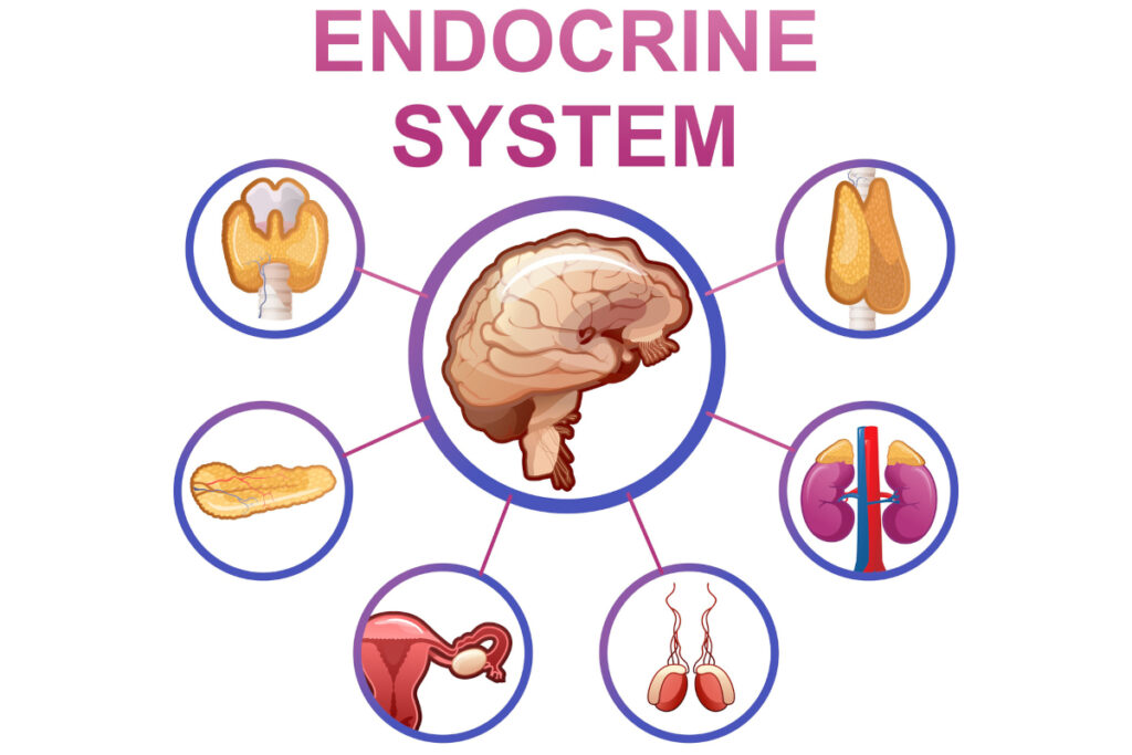 disordini-endocrini-e-metabolici disordini-endocrini-e-metabolici