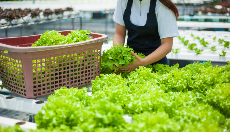 Sicurezza alimentare sinonimo di salute