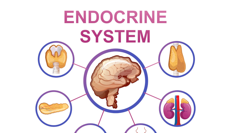 Disordini endocrini e metabolici