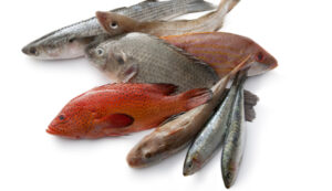 Allergia al pesce