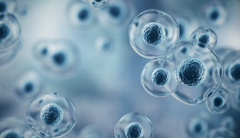 Necroptosi e malattie legate all’obesità